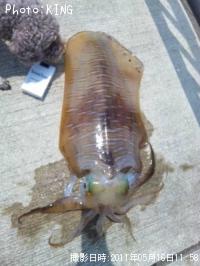 ¥¢¥ª¥ê¥¤¥«