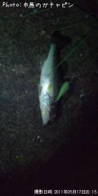 �֥�å��Х�