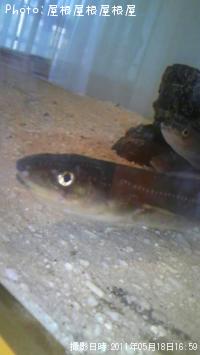 �������ʥ�