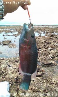 ¥Ò¥È¥¹¥¸¥â¥Á¥Î¥¦¥ª