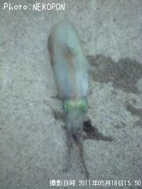 ¥¢¥ª¥ê¥¤¥«