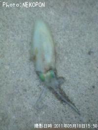 �����ꥤ��