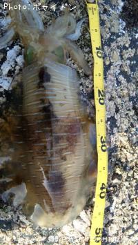 �����ꥤ��