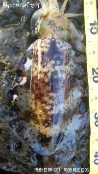 ¥¢¥ª¥ê¥¤¥«