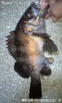 ��Х����