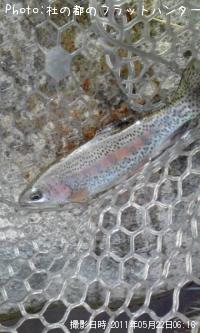 ¥ä¥Þ¥á¥ì¥¤¥ó¥Ü¡¼