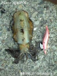 �����ꥤ��