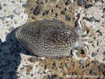 ����䥱����