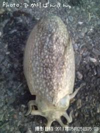 ¥·¥ê¥ä¥±¥¤¥«