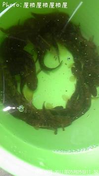 ¥Ï¥¼¡¦¥¢¥¤¥Ê¥á