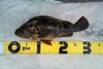 �����Υ���Х�