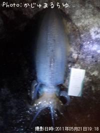 ¥¢¥ª¥ê¥¤¥«