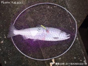 ¥µ¥¯¥é¥Þ¥¹