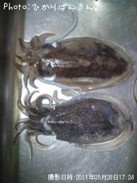 ���ߥ���������䥱����