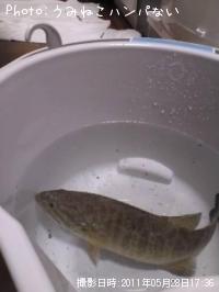 ¥Ö¥é¥Ã¥¯¥Ð¥¹