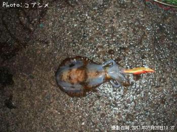 ¥¢¥ª¥ê¥¤¥«