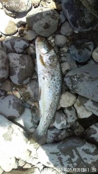 �֥饦��ȥ饦��