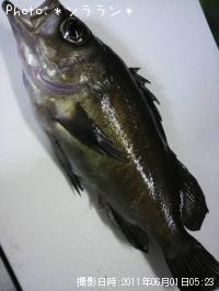 ¿ʬ��Х�ʾС�