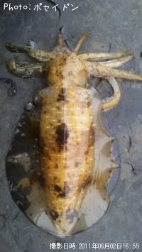 �����ꥤ��