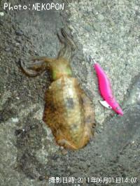 �����ꥤ��