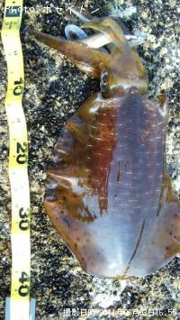 �����ꥤ��