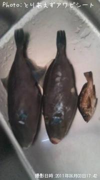 ¥¦¥Þ¥Å¥é¥Ï¥®