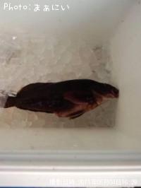 �����ʥ�