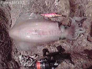 �����ꥤ��