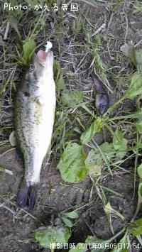 ブラックバス&オタマジャクシ