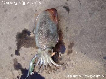 シリヤケイカ