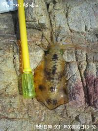 �����ꥤ��