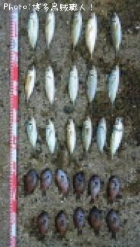 °³¤È¥¹¥º¥á¥À¥¤