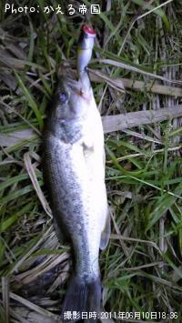 トップ狙い ブラックバス