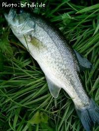 ¥Ö¥é¥Ã¥¯¥Ð¥¹