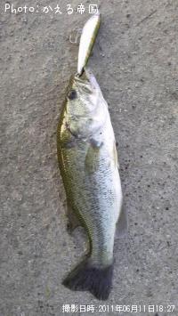 トップ狙い ブラックバス