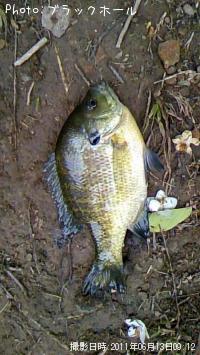 ¥Ö¥ë¡¼¥®¥ë