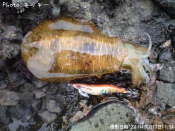 �����ꥤ��