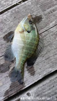 ¥Ö¥ë¡¼¥®¥ë