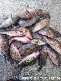 ������¾