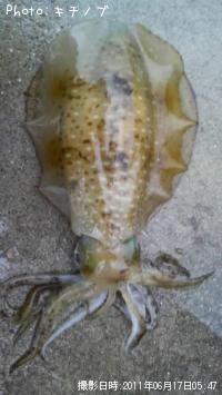 �����ꥤ��