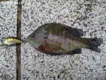 �֥롼����