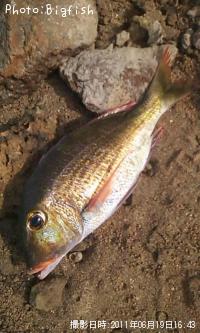 ���ߥե��ե�