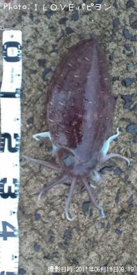 ��󥴥�����