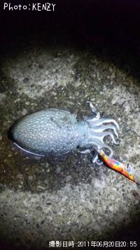 ����䥱����