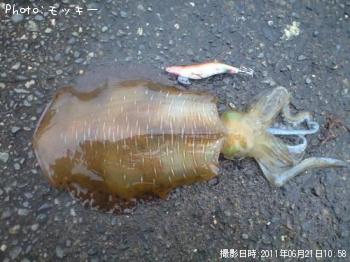 �����ꥤ��