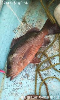 ¥´¥Þ¥Õ¥¨¥À¥¤