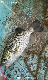 ¥ª¥ª¥°¥Á¥æ¥´¥¤