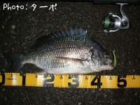 ���ӥ����