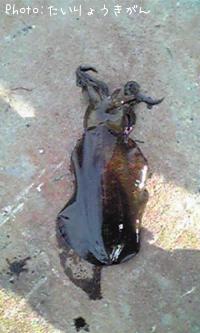 ¥¢¥ª¥ê¥¤¥«