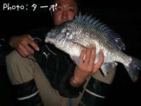 ���ӥ����